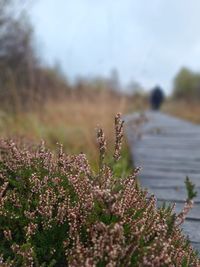 Heide Bild: Astrid Henn