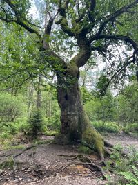 &quot;Die Eiche der Eichen&quot;